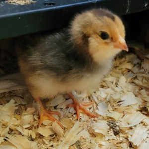 Barnyard Mix Large Breed Chicks
