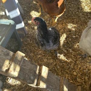 Splash Orpington Chicks