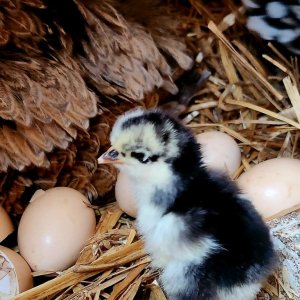 Bantam Frizzle Cochin Chicks
